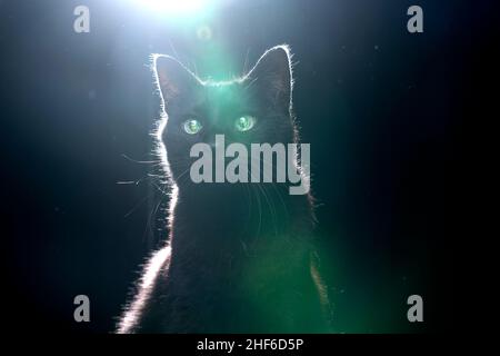 Blinde schwarze Katze mit reflektierenden Retina-Augen Porträt auf schwarzem Hintergrund in staubiger Hintergrundbeleuchtung mit Kopierraum und Streulicht Stockfoto