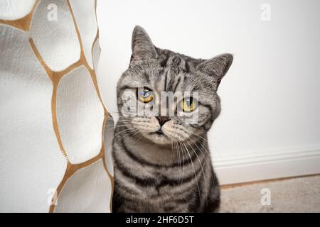 Schüchterner silbergestromter britischer Kurzhaarkatze mit einem blinden verletzten Auge, das die Kamera anschaut Stockfoto