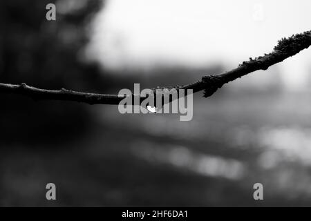 Wassertropfen auf einen jungen Baum im Wald, sehr flache Schärfentiefe, schönes weiches Bokeh, schwarz und weiß Stockfoto