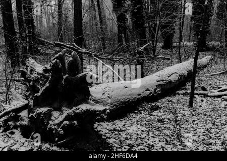 Tot umgestrichelte große Eiche im Winter im Wald, leicht verschneite Wald, schwarz und weiß Stockfoto