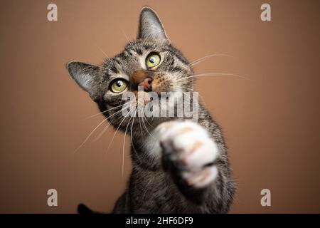 Neugierige gestromte weiße Katze Kurzhaar spielen, die Pfote auf braunem Hintergrund hochhebt Stockfoto