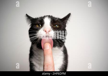 Schwarz-weiß Smoking Katze leckt Finger der menschlichen Hand Blick auf die Kamera auf weißem Hintergrund Stockfoto