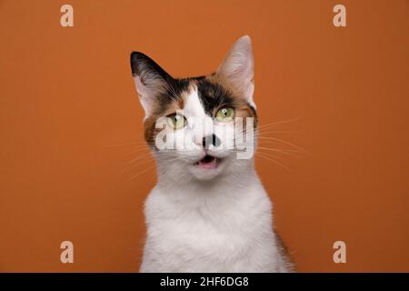 Niedliche weiße Calico Katze mit offenem Mund und Blick auf die Kamera auf orangefarbenem Hintergrund mit Kopierraum Stockfoto
