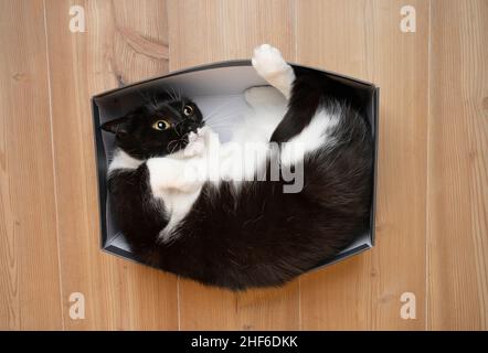 Draufsicht auf eine niedliche schwarz-weiße Katze, die in einem kleinen Schuhkarton auf dem Boden ruht Stockfoto