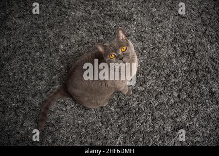 Aus dem Hochwinkel sieht man eine britische kurzhaarige blaue Katze, die auf dem Teppich sitzt und mit Kopieplatz auf die Kamera blickt Stockfoto