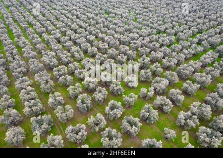 Luftaufnahme des Olivenhains in apulien, süditalien Stockfoto