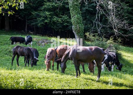 Heimatmuseum Ballenberg, Brienz, Schweiz Stockfoto