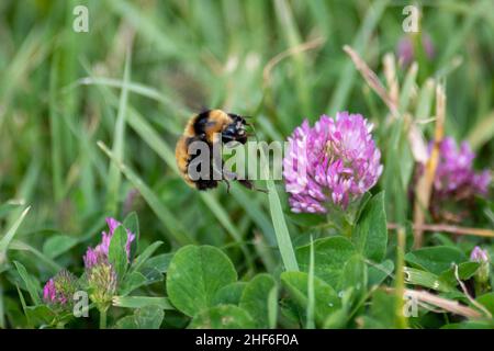 Ein Makro einer großen schwarzen und gelben Hummel auf einer leuchtend rosa Blume in der Nähe von Lavendel und Gras. Die Honigbiene hat große Augen und zwei Antennen. Stockfoto