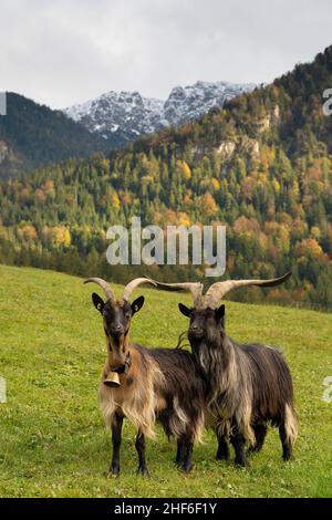 Zwei Ziegen stehen auf der Weide bei Eschenlohe, Bayern, Deutschland Stockfoto