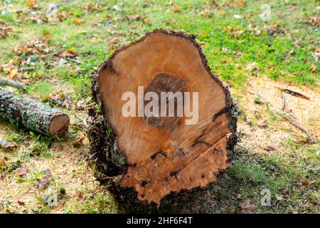 Ein großer frischer Ahornschrott in der Form eines Quadrats. Die Holzkörner und Ringe sind in einem Muster mit vier Seiten. Stockfoto