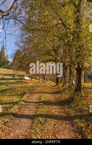 Wanderweg nach Schlattan unter Bäumen in Garmisch-Partenkirchen, Bayern, Deutschland Stockfoto