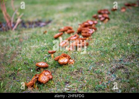 Eine Reihe von mehreren wilden braunen Pilzen, die über einer toten Baumwurzel wachsen. Der Boden ist mit leuchtend grünem Gras und Moos bedeckt. Der Pilz ist reichlich vorhanden. Stockfoto