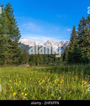 Buckelwiesen bei Krün / Klais mit Blick auf das Karwendel bei Mittenwald mit Tiefkarspitze, Wörner, westliche Karwendelspitze, Dammkar und Viererspitz mit blauem Himmel und Mond, im Vordergrund Blumen, Heuscheune, Fichten, Wald - Oberbayern, Bayern, Deutschland, Europa Stockfoto