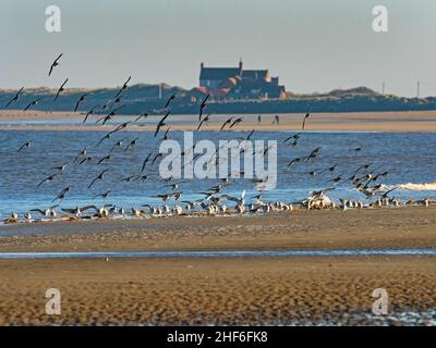 Bar-tailed Godwits Limosa lapponica Herde Fütterung Fütterung auf Strand RSPB Titchwell Norfolk Stockfoto