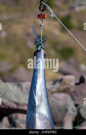 Ein großer roter Thun, ein gewöhnlicher Thunfisch, hängt auf einem Fischmarkt am Schwanz. Der rohe Fisch hat eine bunt silberglänzende Haut mit leuchtend gelben Flossen Stockfoto