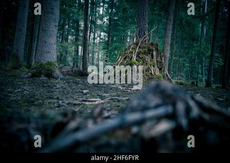 Hütte im Wald Stockfoto