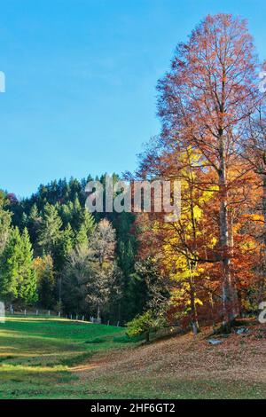 Herbstwald auf dem Weg von Eckbauer nach Wamberg, Deutschland, Bayern, Oberbayern, Loisachtal, Garmisch-Partenkirchen, Stockfoto