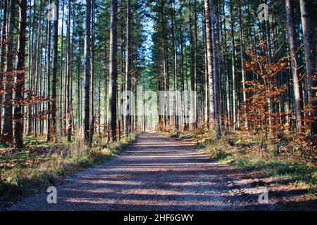 Herbstwanderung bei Krün, Waldweg am Barmsee wird von der Sonne beleuchtet, Europa, Deutschland, Bayern, Oberbayern, Werdenfels, Herbst, Waldlandschaft mit Sonnenspiel Stockfoto