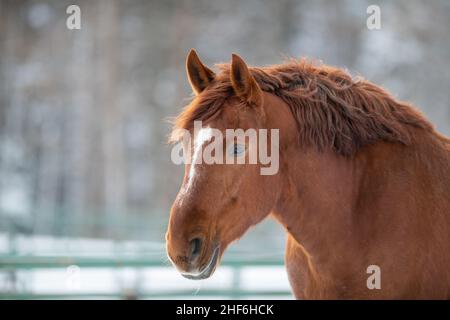 Eine Nahaufnahme eines kastanienbraunen erwachsenen Pferdes mit einer roten Mähne, einem großen weißen Fleck auf dem Kopf und dunklen Augen. Das Haustier befindet sich auf einem Feld. Stockfoto