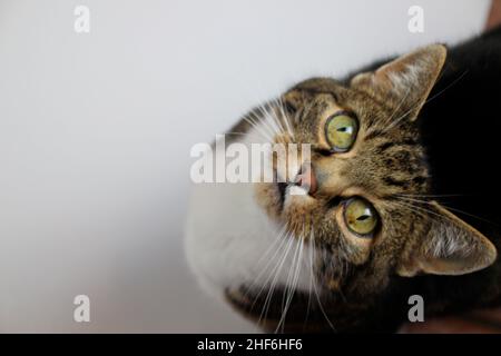 Mucki, ein Studiofoto einer gestromten Hauskatze, blickt in die Kamera Stockfoto