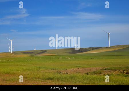 Windturbinen in der Nähe von Caledon, Westkap, Südafrika. Stockfoto