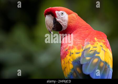 Wilder scharlachrote Ara in Costa Rica. Stockfoto