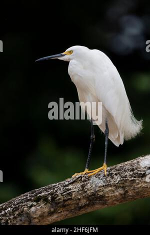 Große Reiher, die in der Wildnis in Costa Rica leben. Stockfoto