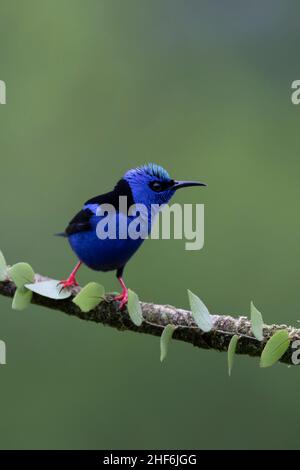 Kleiner Vogel im Regenwald von Costa Rica. Stockfoto