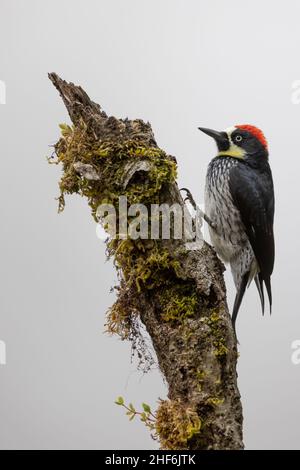 Freiland-Eichelspecht in Costa Rica. Stockfoto