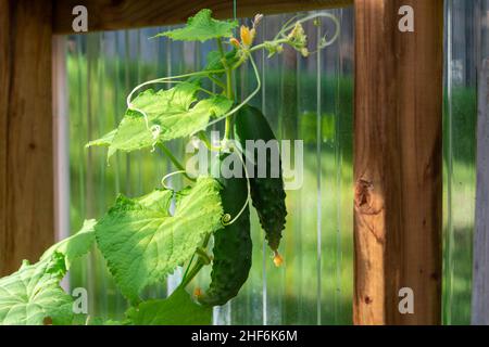 Leuchtend grüne, süße Erbsenschoten, die auf einer Weinrebe auf einem Bauernhof wachsen. Die rohen Bio-Stringbohnen hängen an Kulturpflanzen, die von üppigen Blättern umgeben sind. Stockfoto