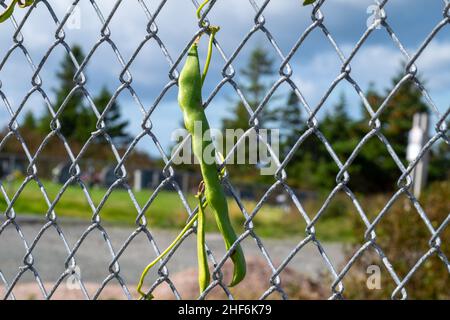 Leuchtend grüne, süße Erbsenschoten, die auf einer Weinrebe auf einem Bauernhof wachsen. Die rohen Bio-Stringbohnen hängen an Kulturpflanzen, die von üppigen Blättern umgeben sind. Stockfoto