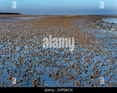 Lugworm oder Sandwurm arenicola Marina wirft auf Titchwell Strand Norfolk Stockfoto