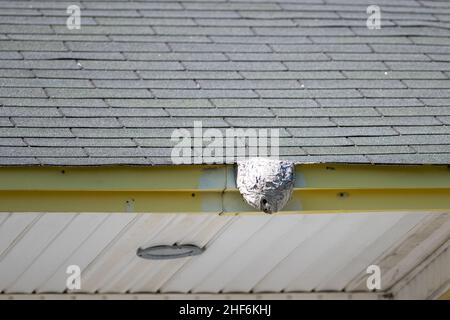 Ein großes Wespennest ist an eine hölzerne Terrasse angeschlossen. Das graue Papiermaterial besteht aus Schichten, die eine runde Form mit einem kleinen runden Loch bilden. Stockfoto