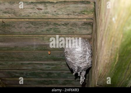 Ein großes Wespennest ist an eine hölzerne Terrasse angeschlossen. Das graue Papiermaterial besteht aus Schichten, die eine runde Form mit einem kleinen runden Loch bilden. Stockfoto