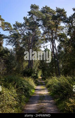 Datteln, Nordrhein-Westfalen, Deutschland, Lippe, Fluss- und Auenentwicklung der Lippe am Haus Vogelsang. Der Fernwanderweg hohe Mark Steig führt durch die neu gestalteten Lippeauen. Stockfoto