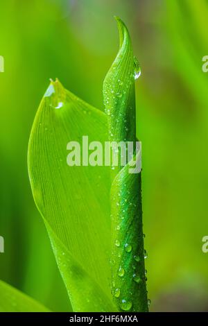 Maiglöckchen (Convallaria majalis), Tautropfen, Maiglöckchen, Nahaufnahme Stockfoto
