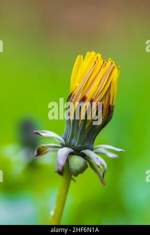 Rauer Weißbart (Crepis biennis), blüht Stockfoto