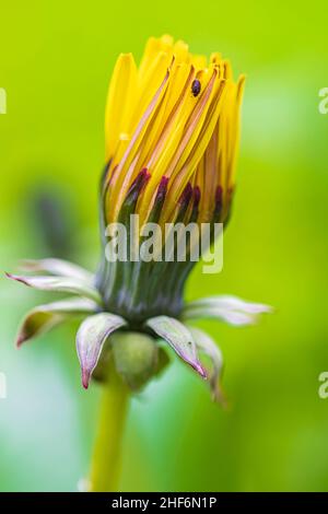 Rauer Weißbart (Crepis biennis), blüht Stockfoto