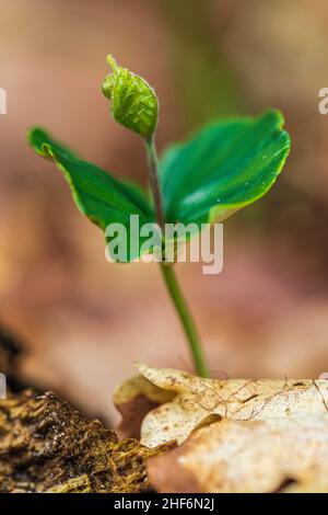 Buche (Fagus sylvatica), Sämling Stockfoto