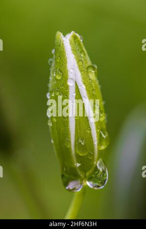 Numbelliferous Milky Star, Star of Bethlehem, Ornithogalum umbellatum, Regentropfen, Nahaufnahme Stockfoto