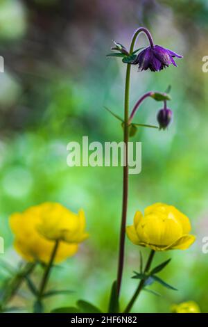 Aquilegia vulgaris Hybrid „Black Barlow“, Double Columbine, Nahaufnahme Stockfoto