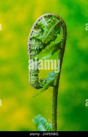 Frische grüne Blätter eines Farns im Frühling, Farn entfaltet sich im Frühling Stockfoto