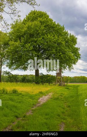 Hoher Sitz, Jagdsitz in einem bewaldeten Gebiet Stockfoto