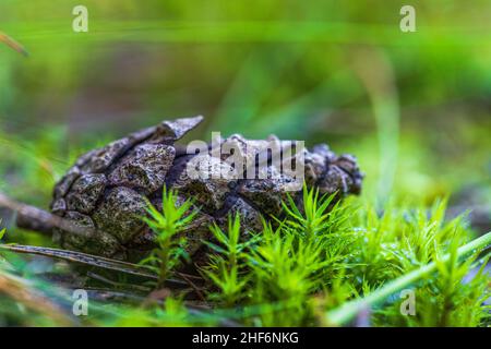 Kiefernzapfen, Wald - Stillleben, Natur Stockfoto