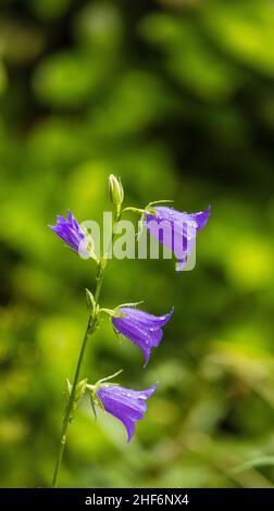 Blaue Triteleie oder Frühlingsstern, Triteleia laxa 'Queen Fabiola' Stockfoto