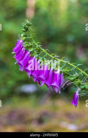 Blühender, wild wachsender roter Fuchshandschuh im Wald, Digitalis purea Stockfoto