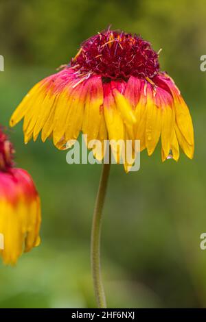 Kakadenblüte mit Tautropfen im Garten Stockfoto