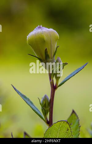 Pfirsichblättrige Glockenblume, Campanula persicifolia, Knospe, geschlossene Blume Stockfoto