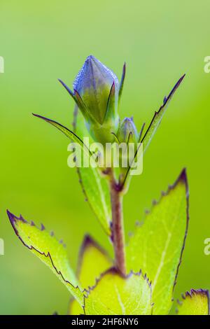 Pfirsichblättrige Glockenblume, Campanula persicifolia, Knospe, geschlossene Blume Stockfoto