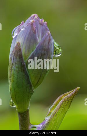 Funkia (Hosta) Blütenknospen mit Wassertropfen, Nahaufnahme Stockfoto